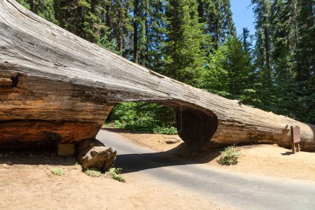 Téléchargez les photos : Tunnel log in Parc national de Sequoia en Californie, États-Unis - en image libre de droit