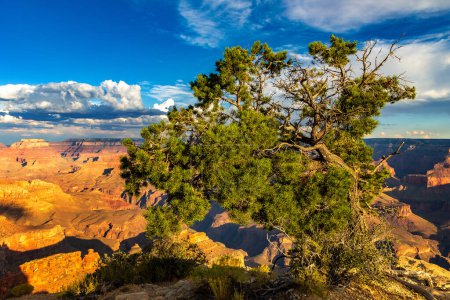 Photo for Single tree at Grand Canyon National Park at Powell Point at sunset, Arizona, USA - Royalty Free Image