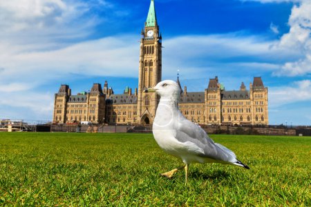Téléchargez les photos : Mouette et Parlement canadien à Ottawa sur la colline du Parlement par une journée ensoleillée, Canada - en image libre de droit