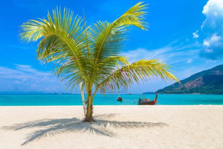 Téléchargez les photos : Petit palmier unique suspendu sur une plage tropicale avec sable blanc - en image libre de droit