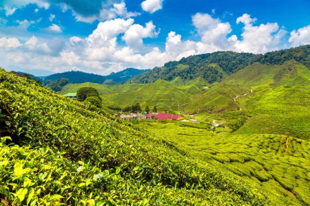 Photo for Close-up Panoramic view of Tea plantations in a sunny day - Royalty Free Image