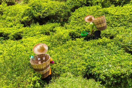 Photo for Worker picking tea leaves in tea plantation in Cameron Highlands, Malaysia - Royalty Free Image