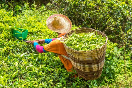 Photo for Worker picking tea leaves in tea plantation in Cameron Highlands, Malaysia - Royalty Free Image
