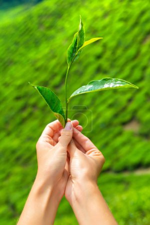 Photo for Hand holding a Fresh tea leaf on tea plantations background - Royalty Free Image