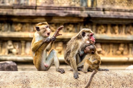 Foto de Monos salvajes en ruinas de Vatadage en el Museo Arqueológico Polonnaruwa, Sri Lanka - Imagen libre de derechos