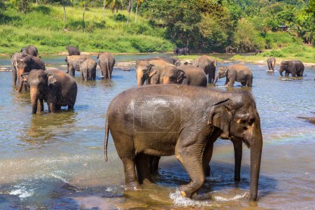 Photo for Herd of elephants at the river in Sri Lanka - Royalty Free Image
