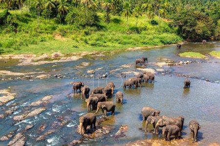 Téléchargez les photos : Troupeau d'éléphants au bord de la rivière au Sri Lanka - en image libre de droit
