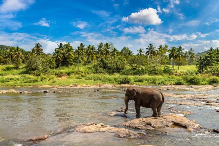 Photo for Single elephant at the river  in Sri Lanka - Royalty Free Image