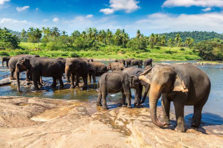 Téléchargez les photos : Troupeau d'éléphants à l'orphelinat des éléphants au Sri Lanka - en image libre de droit