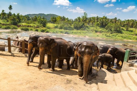 Photo for Herd of elephants at the Elephant Orphanage in Sri Lanka in a sunny day - Royalty Free Image