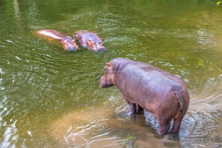 Photo for Group of Hippos (hippopotamus) in the river in summer day - Royalty Free Image