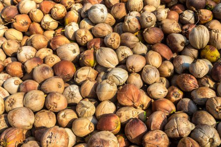 Téléchargez les photos : Fond de tas de noix de coco dans le jardin tropical - en image libre de droit