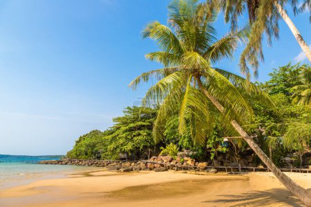 Téléchargez les photos : Palmier suspendu sur la plage tropicale par une journée ensoleillée - en image libre de droit