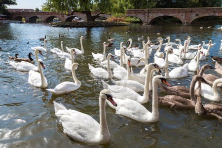 Foto de Cisnes en el río en Stratford-upon-Avon en un hermoso día de verano, Inglaterra, Reino Unido - Imagen libre de derechos