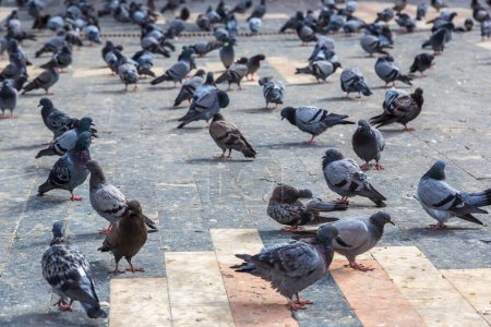 Téléchargez les photos : Beaucoup de colombes dans une belle journée d'été - en image libre de droit