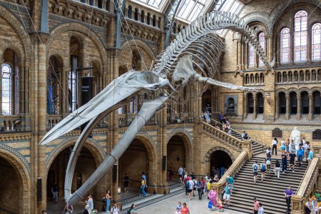 Photo for LONDON, UK - JUNE 18, 2022: Interior of Natural History Museum of London and blue whale skeleton in the main hall in London, UK - Royalty Free Image