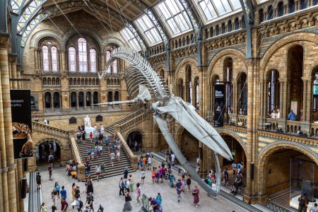 Foto de LONDRES, Reino Unido - 18 de junio de 2022: Interior of Natural History Museum of London y esqueleto de ballena azul en el salón principal de Londres, Reino Unido - Imagen libre de derechos