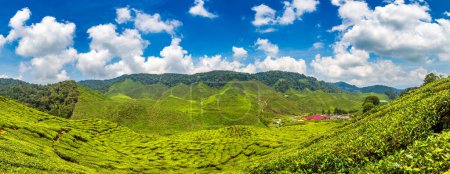 Téléchargez les photos : Panorama des plantations de thé dans une journée ensoleillée - en image libre de droit