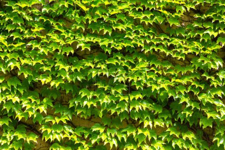 Naturalny bluszcz zielony tło i liść ściana i tekstura w słoneczny dzień
