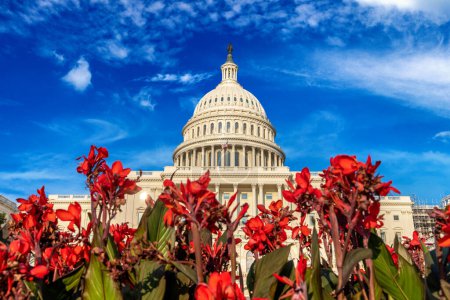 Foto de El edificio del Capitolio de los Estados Unidos y Gladiolus florecen en un día de verano en Washington DC, EE.UU. - Imagen libre de derechos