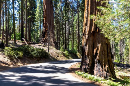 Téléchargez les photos : Une route à travers le séquoia géant dans le parc national de Sequoia en Californie, États-Unis - en image libre de droit