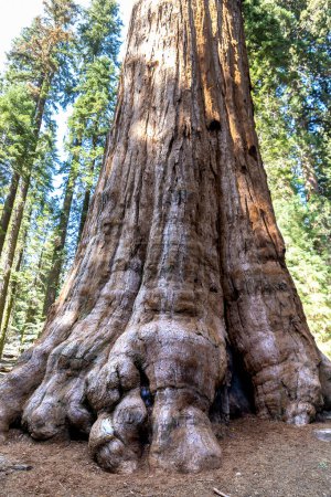 Téléchargez les photos : Général Sherman Tree - Séquoia géant dans le parc national Sequoia en Californie, États-Unis - en image libre de droit
