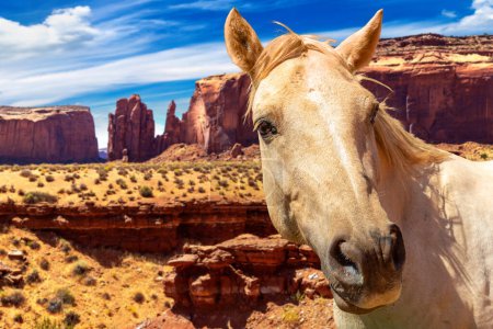 Téléchargez les photos : Cheval blanc à Monument Valley une journée ensoleillée, Arizona, USA - en image libre de droit