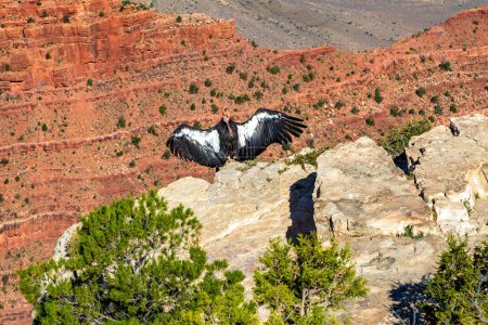 Téléchargez les photos : California Condor au Grand Canyon National Park par une journée ensoleillée, Arizona, USA - en image libre de droit