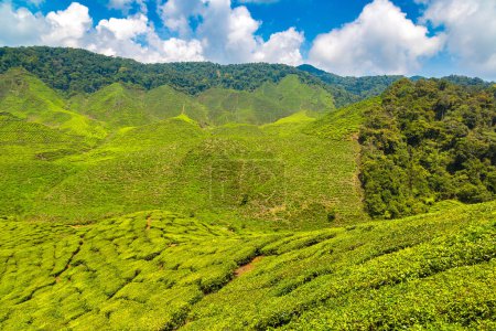 Photo for Panoramic view of Tea plantations in a sunny day - Royalty Free Image