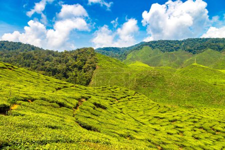 Téléchargez les photos : Vue panoramique sur les plantations de thé par une journée ensoleillée - en image libre de droit