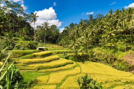 Foto de Campo de terraza de arroz Tegallalang en Bali, Indonesia en un día soleado - Imagen libre de derechos