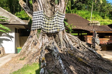 Téléchargez les photos : Saint arbre à Pura Tirta Empul Temple sur Bali, Indonésie - en image libre de droit