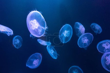Photo for Big Jellyfish in large aquarium in Dubai - Royalty Free Image
