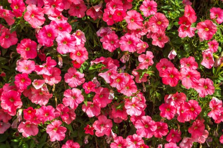 Téléchargez les photos : Fond de pétunias roses fleurs dans une journée d'été - en image libre de droit