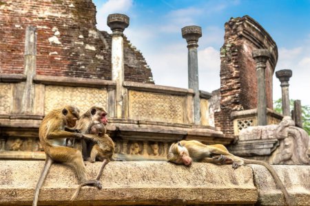 Foto de Monos salvajes en ruinas de Vatadage en el Museo Arqueológico Polonnaruwa, Sri Lanka - Imagen libre de derechos