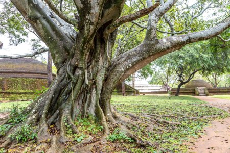 Téléchargez les photos : Grand arbre ancien au Musée archéologique de Polonnaruwa, Sri Lanka - en image libre de droit