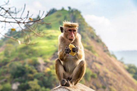 Foto de Mono salvaje en el templo de la cueva de Dambulla en el día soleado en Sri Lanka - Imagen libre de derechos