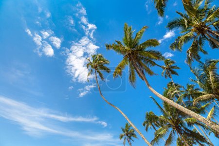 Téléchargez les photos : Palmier contre ciel bleu par une journée ensoleillée - en image libre de droit
