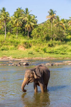 Téléchargez les photos : Éléphant unique dans le centre du Sri Lanka par une journée ensoleillée - en image libre de droit