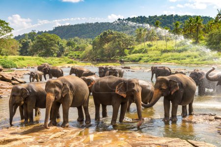 Téléchargez les photos : Troupeau d'éléphants au Sri Lanka dans une journée d'été - en image libre de droit