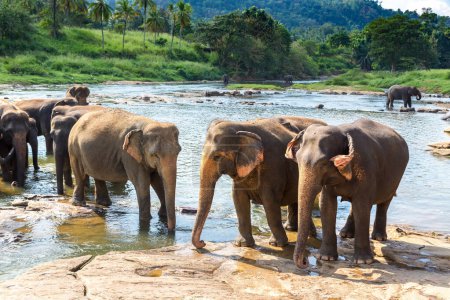 Photo for Herd of elephants in Sri Lanka in a summer day - Royalty Free Image