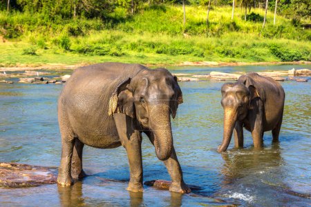 Téléchargez les photos : Troupeau d'éléphants au bord de la rivière dans le centre du Sri Lanka en une journée d'été - en image libre de droit
