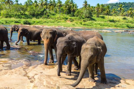 Téléchargez les photos : Troupeau d'éléphants au bord de la rivière dans le centre du Sri Lanka par une journée ensoleillée - en image libre de droit
