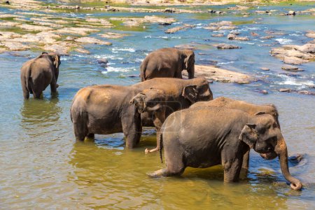Téléchargez les photos : Troupeau d'éléphants à l'orphelinat des éléphants au Sri Lanka - en image libre de droit