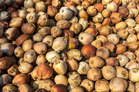 Téléchargez les photos : Fond de tas de noix de coco dans le jardin tropical - en image libre de droit