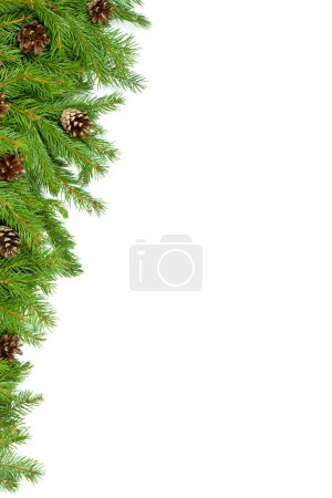 Photo for Christmas background with cones isolated on white - Royalty Free Image
