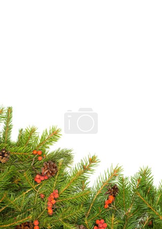 Foto de Marco verde navideño con conos y baya de acebo aislados sobre fondo blanco - Imagen libre de derechos