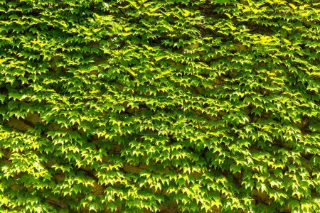 Foto de Fondo verde hiedra natural y pared de hojas y textura en día soleado - Imagen libre de derechos