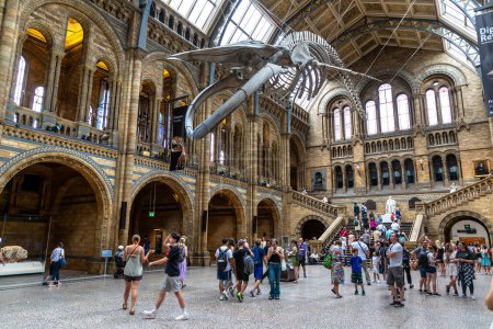 Téléchargez les photos : LONDRES, ROYAUME-UNI - 18 JUIN 2022 : Intérieur du Musée d'histoire naturelle de Londres et squelette de baleine bleue dans le hall principal de Londres, Royaume-Uni - en image libre de droit