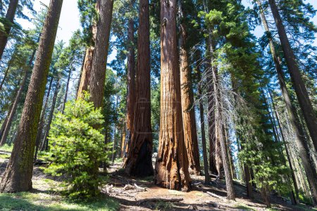 Téléchargez les photos : Séquoia géant dans le parc national Sequoia en Californie, États-Unis - en image libre de droit